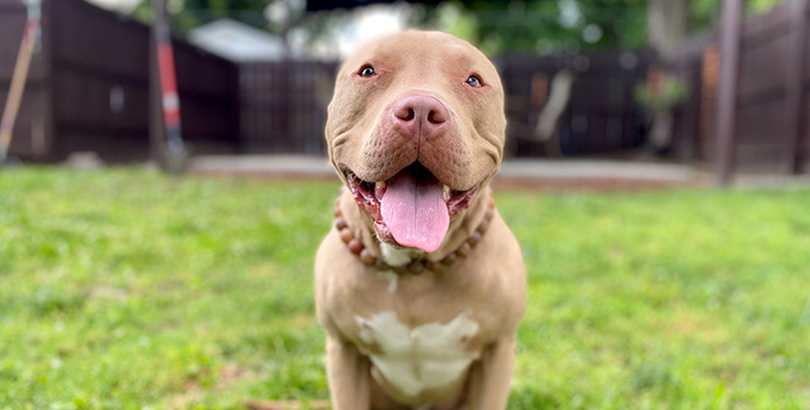 dog with tongue out