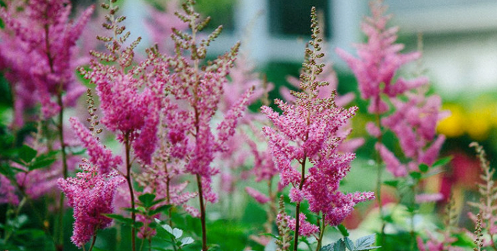 pink flowers