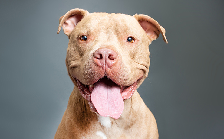 boris the pibble